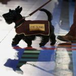 Scottie Dog at Commonwealth Games 2014