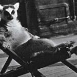 Mah-Jongg Lemur at Eltham Palace